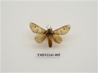 藏品(雙點潘舟蛾)的圖片